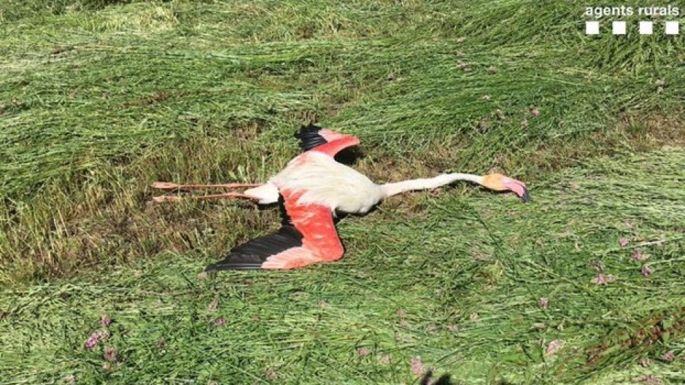 Imatge del cadàver del flamenc trobat a Vilamur