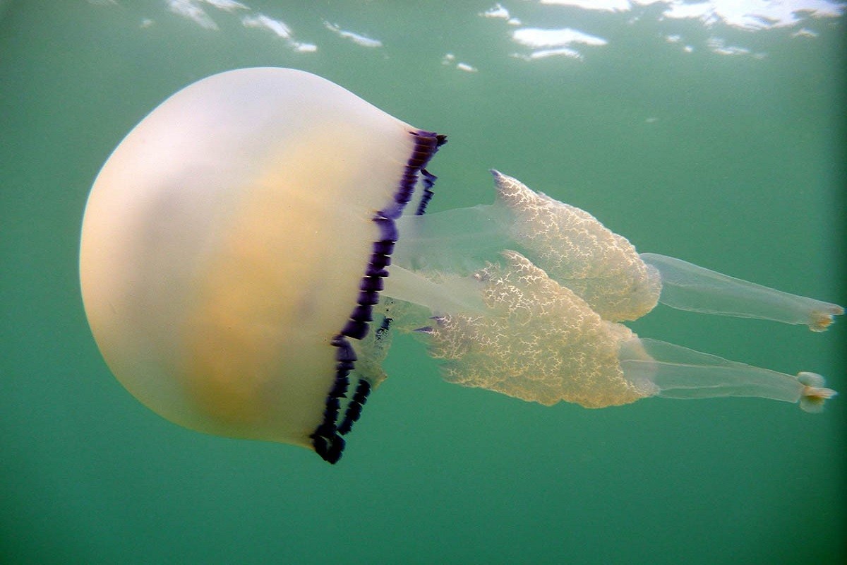 Un exemple de medusa Rhizostoma pulmó.
