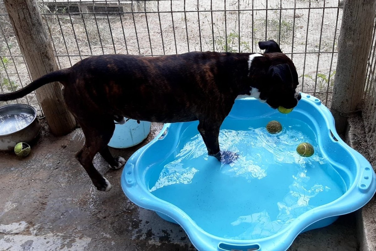 Un gos jugant amb aigua. 