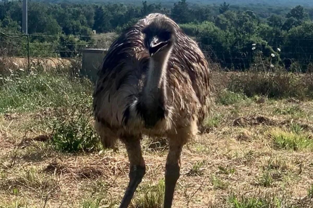 Imatge d'un emú 