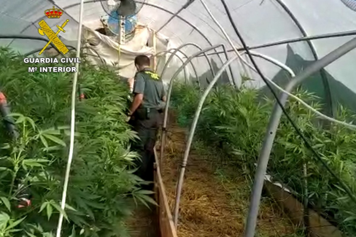 La Guàrdia Civil troba una plantació de 215 plantes de marihuana al Solsonès | GUÀRDIA CIVIL