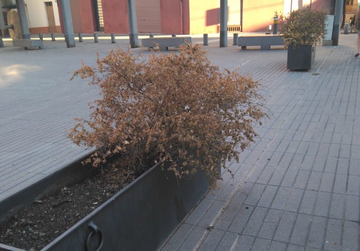 Imatge d’una planta a la ciutat de Tremp
