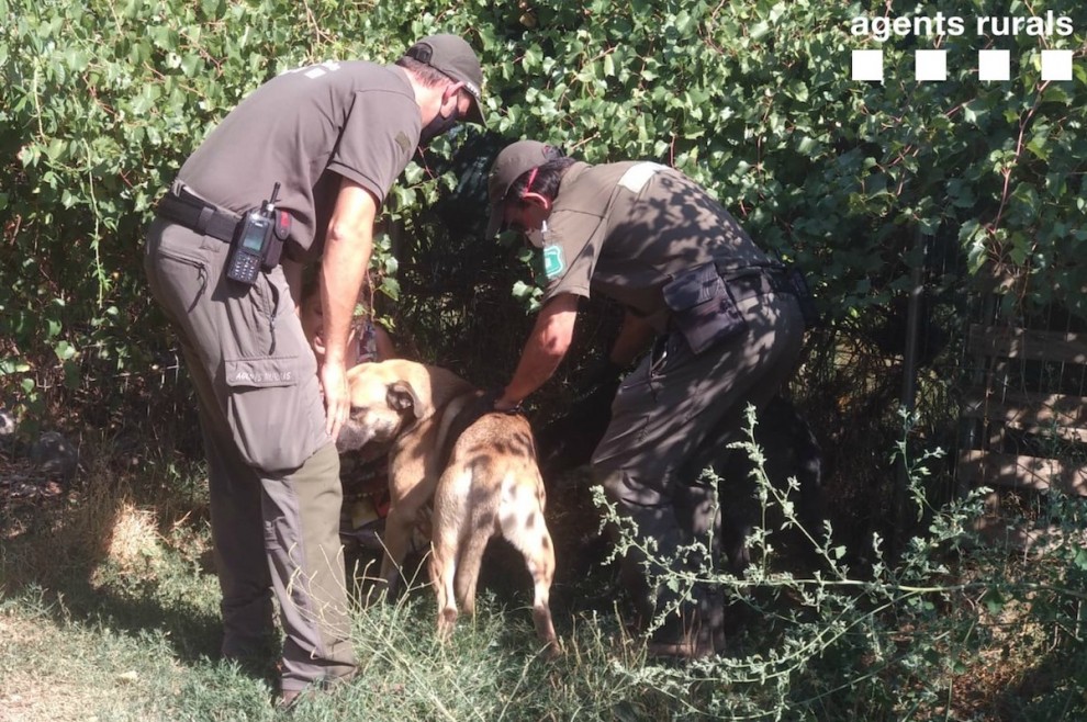 Imatge dels agents amb els animals abandonats a Tremp