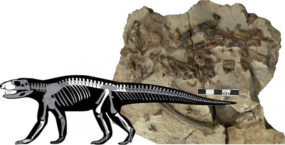 Aspecte del fòssil i silueta de l'esquelet amb els elements que s'han identificat