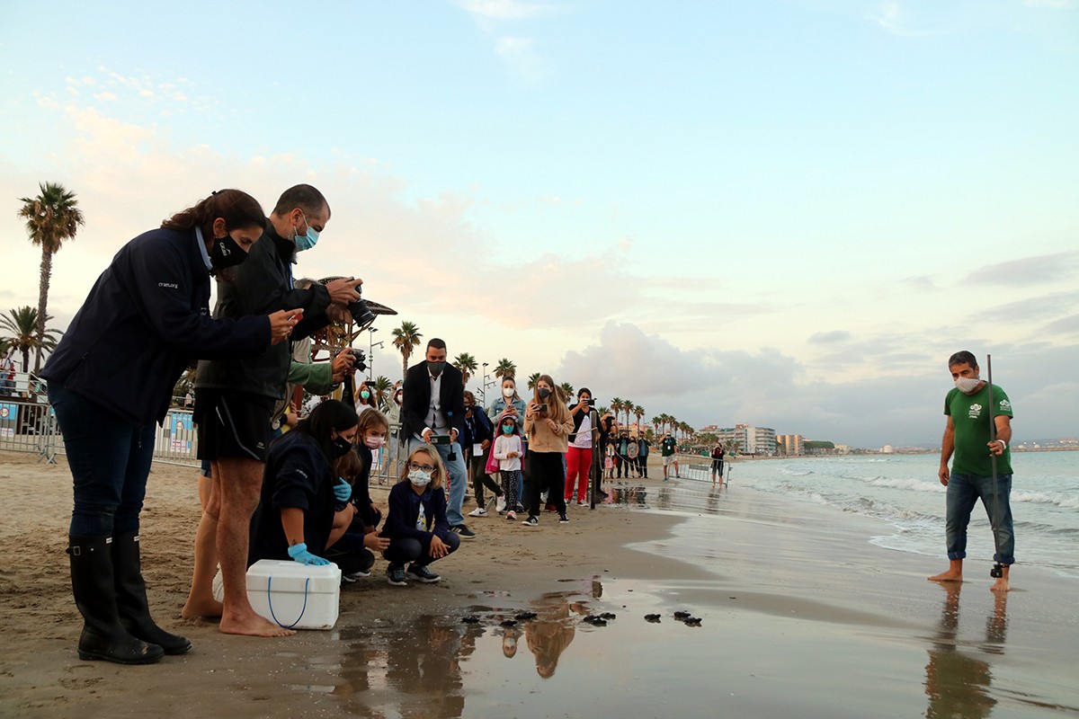 L'alliberament de diverses cries de tortuga careta a la platja de la Pineda.