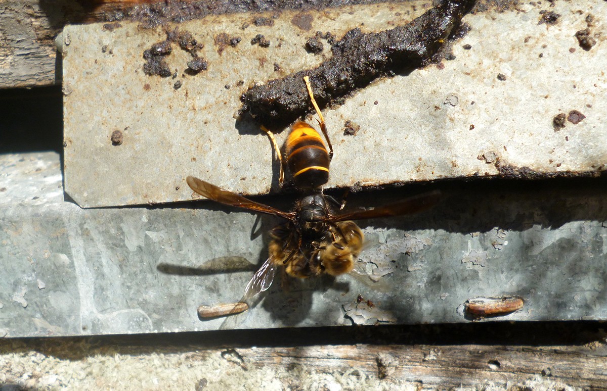 Una vespa asiàtica atacant una abella d'una arna situada a la serra de Cardó