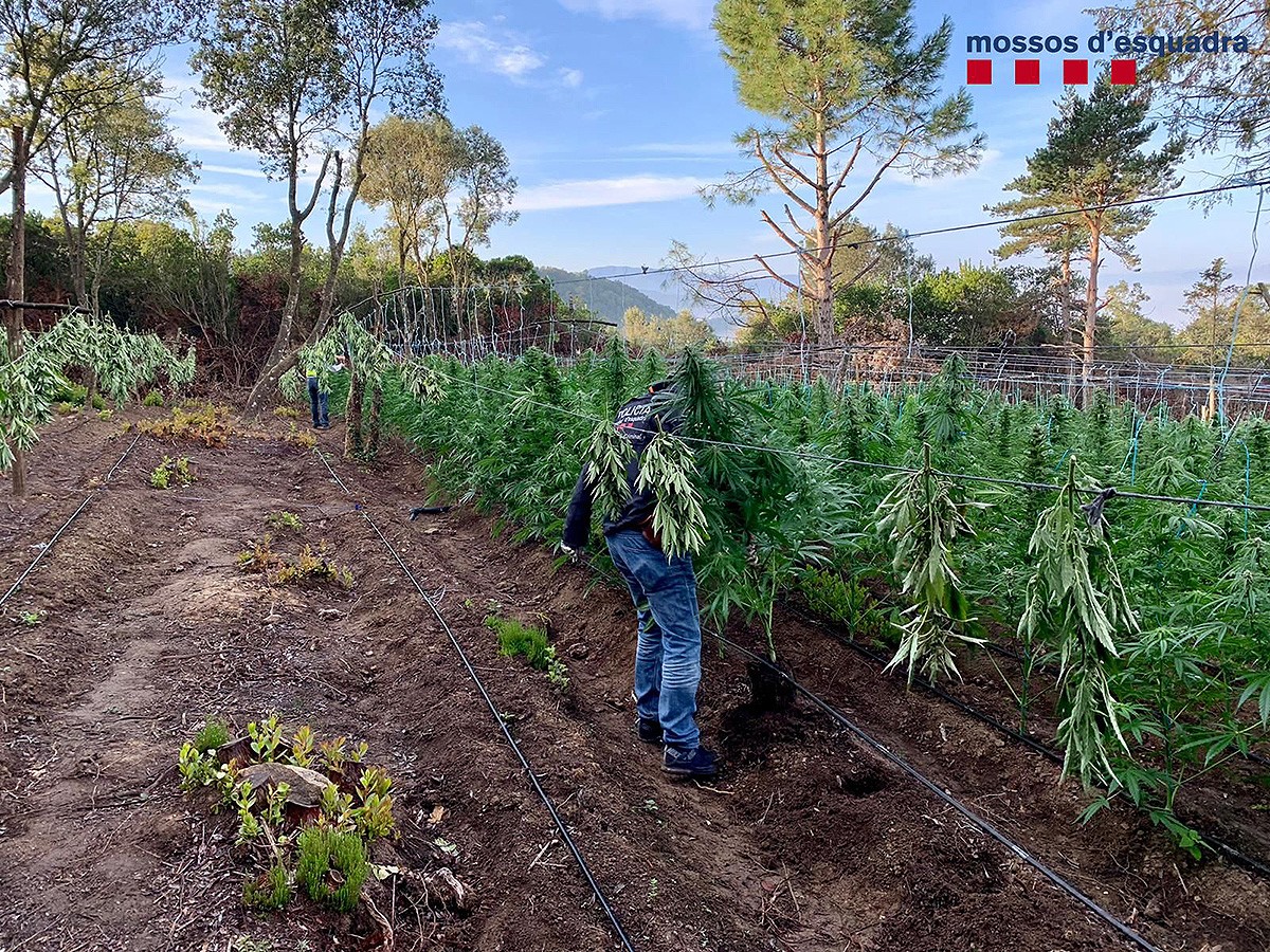 La plantació de marihuana trobada a Rupit