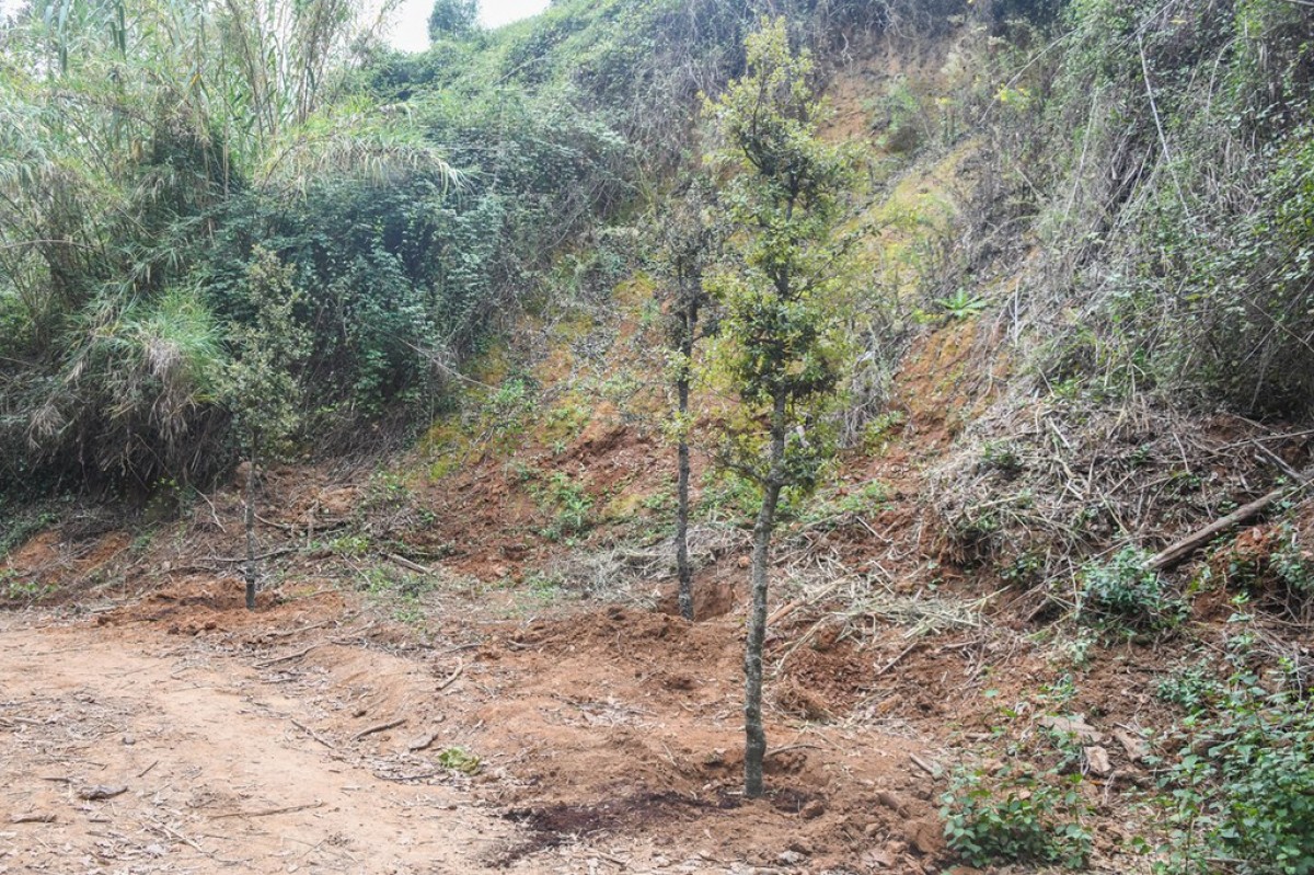 Una plantació d'arbres a Can Serra, l'any 2020
