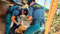 Vés a: Ipcena denuncia el sobreseïment de la mort d'un gos a Torà