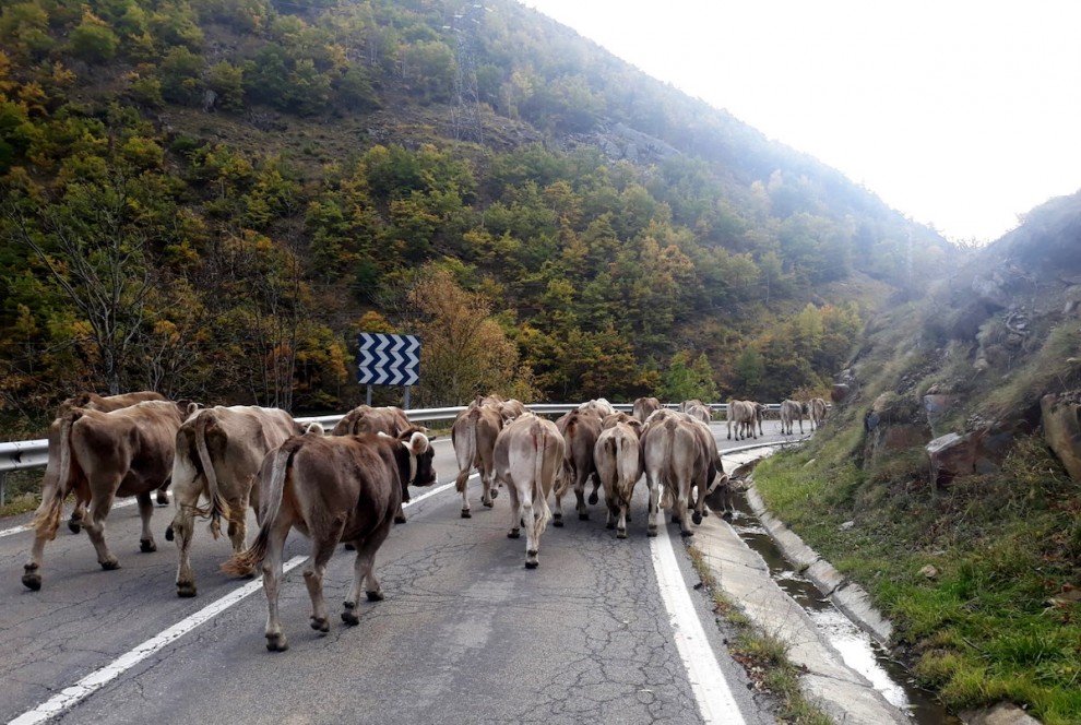 Un ramat de vaques baixant de la muntanya de Lladorre