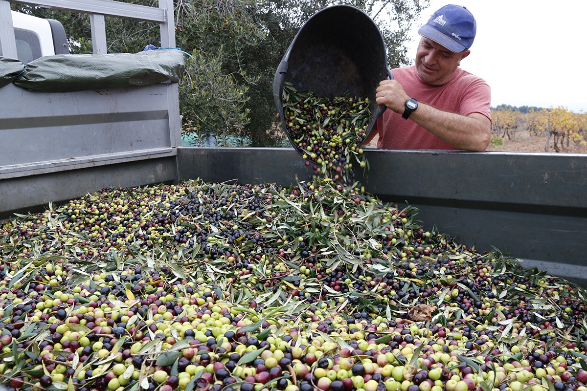 Un pagès abocant olives al remolc en una finca a Valls.