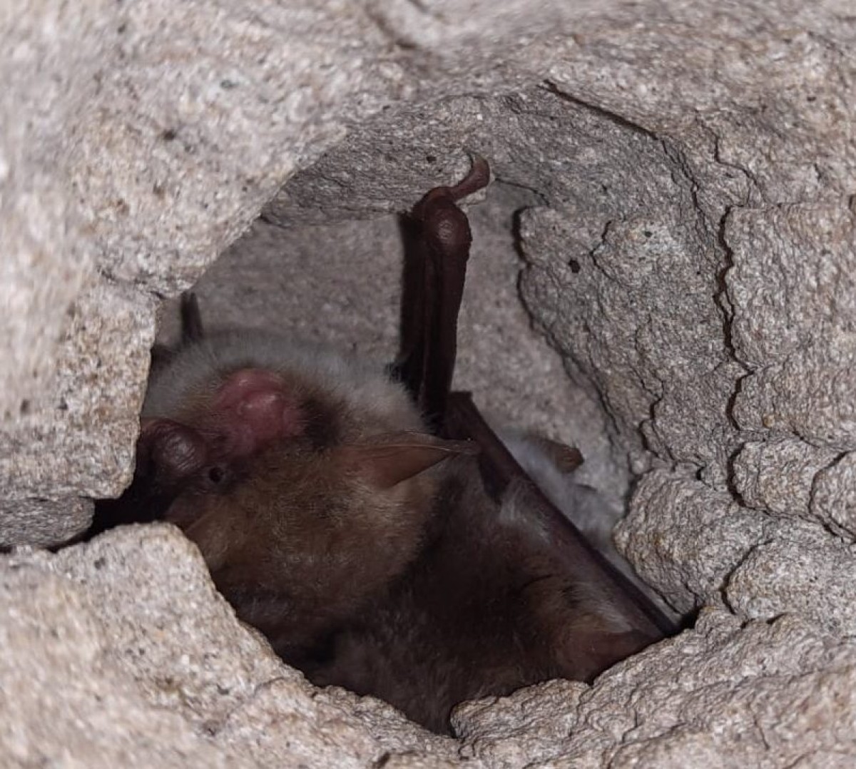 Ratpenat gris ibèric (Myotis escalerai) en un forat del sostre del búnquer del Pi de Sant Just.