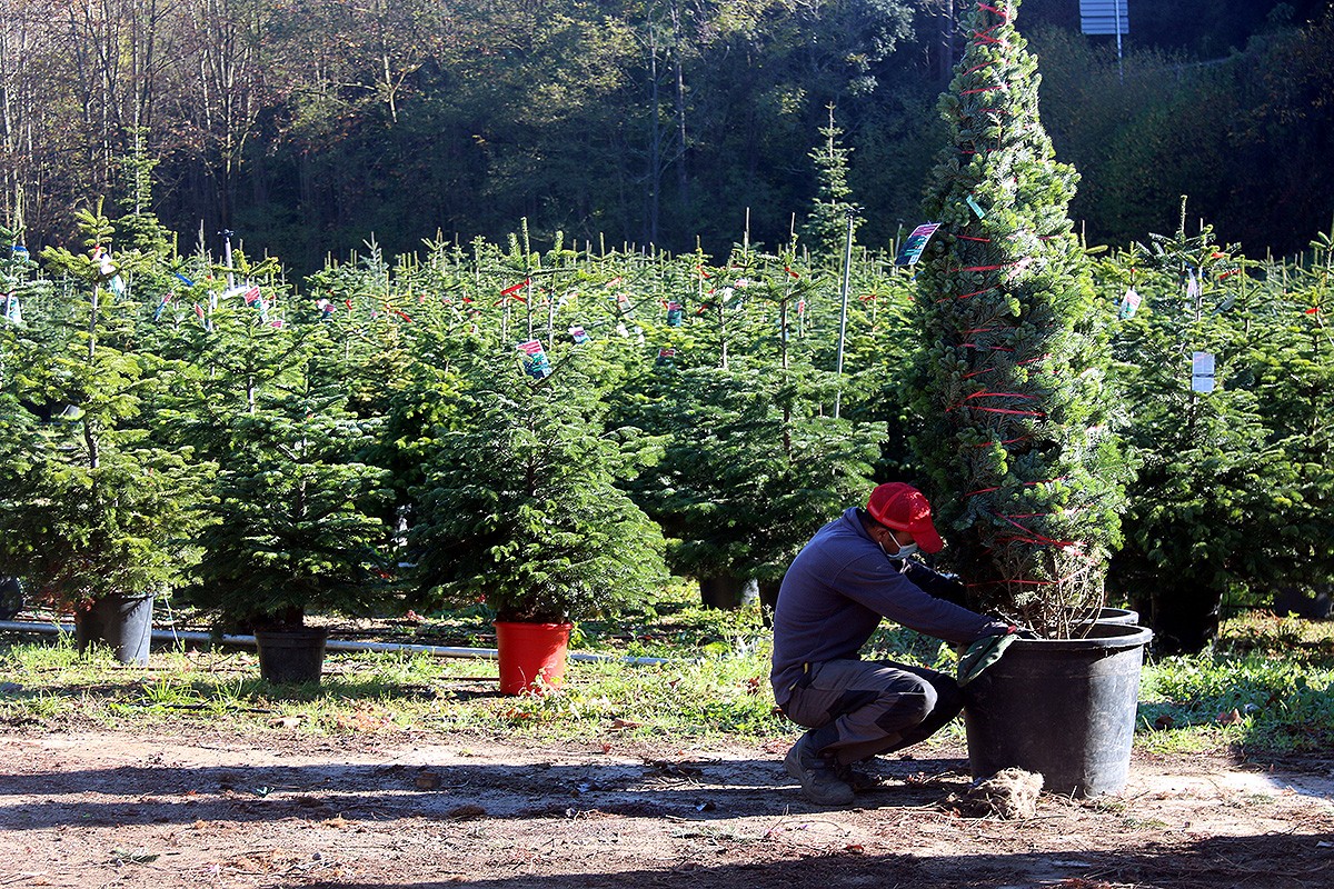 Un treballador d'una finca amb un avet; al fons la plantació d'arbres de Nadal.