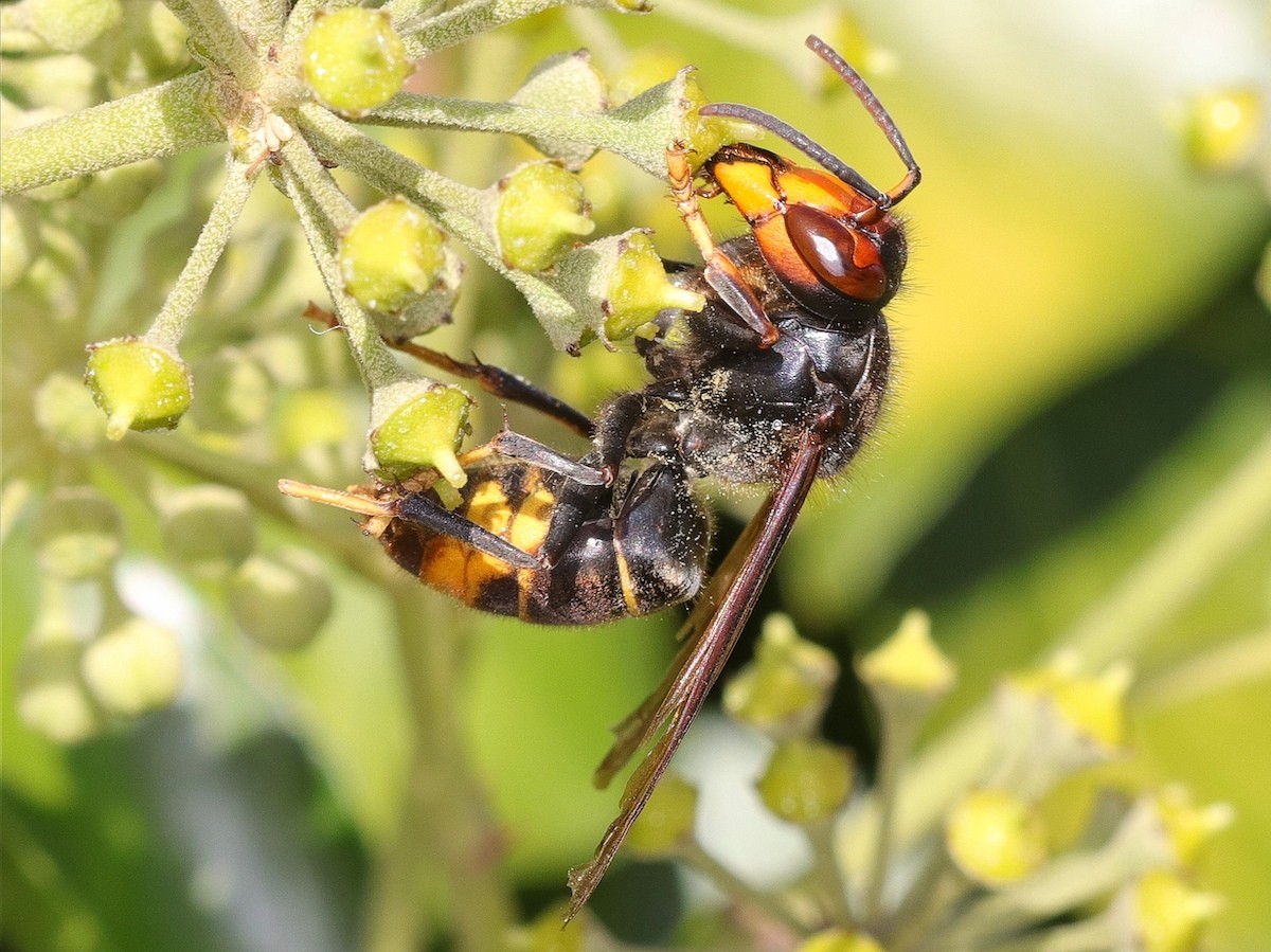 La vespa asiàtica (Vespa velutina ssp. nigrithorax) és una espècie invasora.