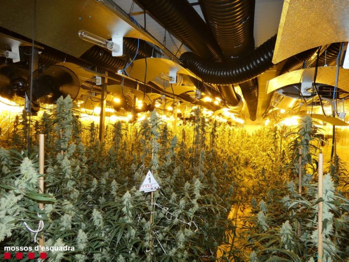 Una de les plantacions de marihuana.