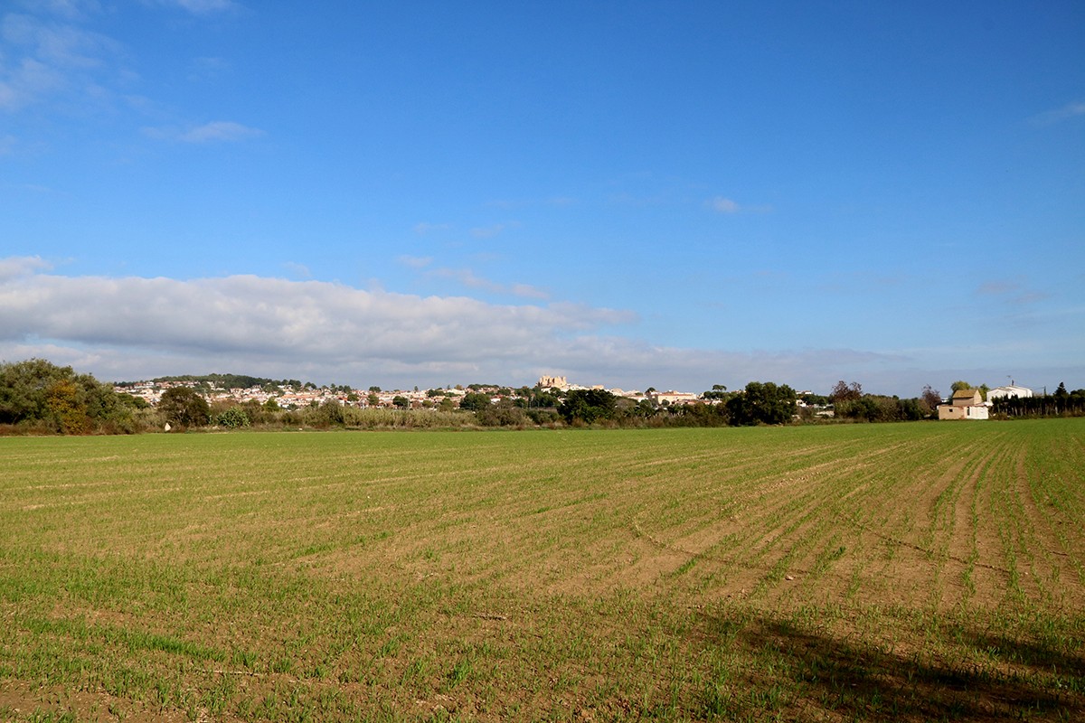 Un sembrat de la Plana del Vinyet, a Tarragona, amb la vila d'Altafulla al fons.