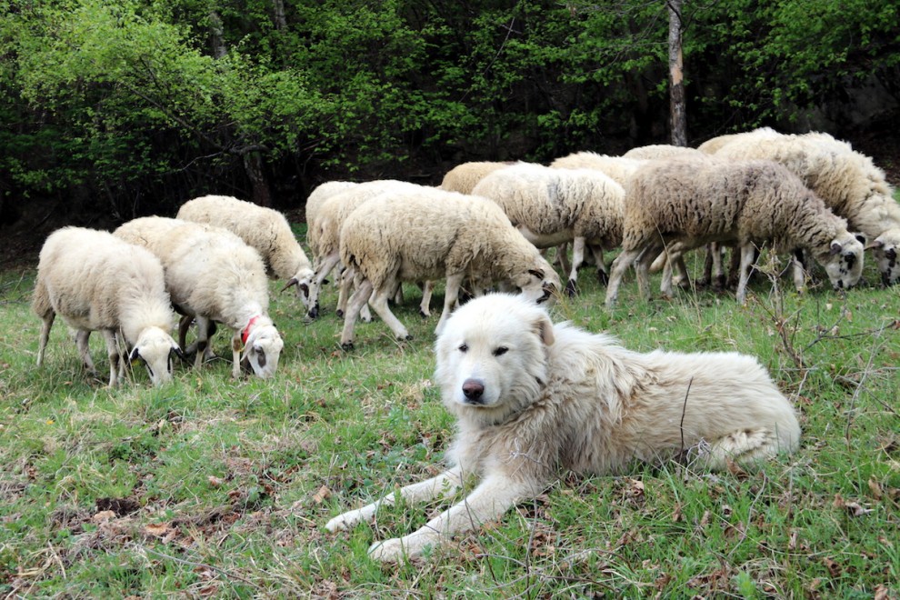 Primer pla d'un gos de protecció de ramats
