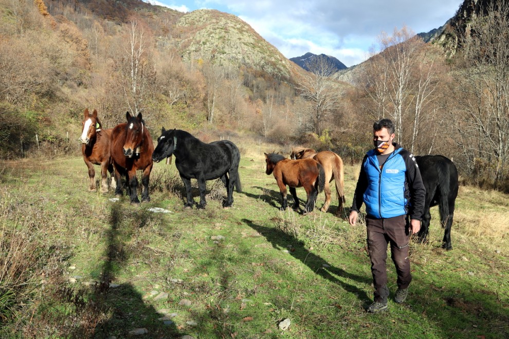 Un ramader amb un ramat de cavalls pirinencs català a un prat de Tavascan