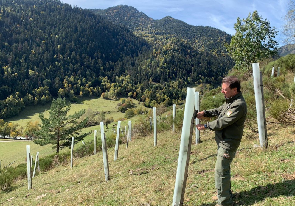 Un home a una plantació de pomeres del Pallars Sobirà