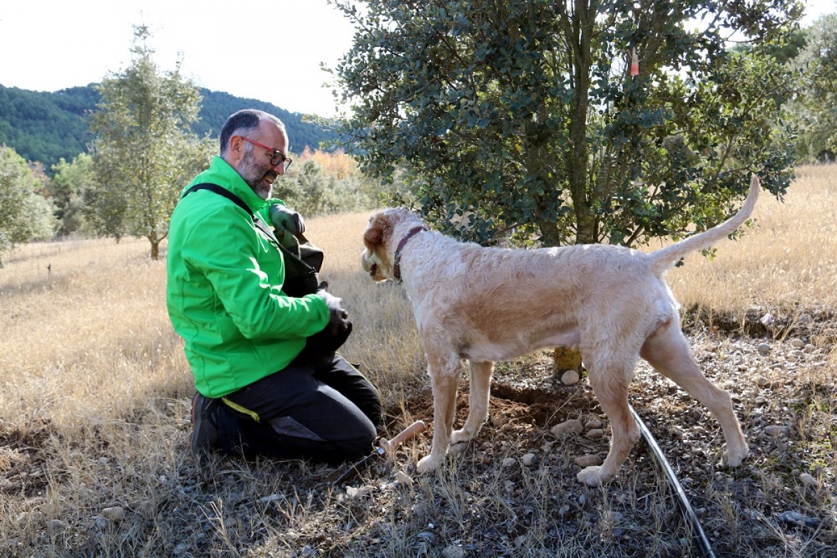 Pla obert d'un tècnic del CTFC buscant tòfones amb el seu gos a una finca de Lladurs, al Solsonès