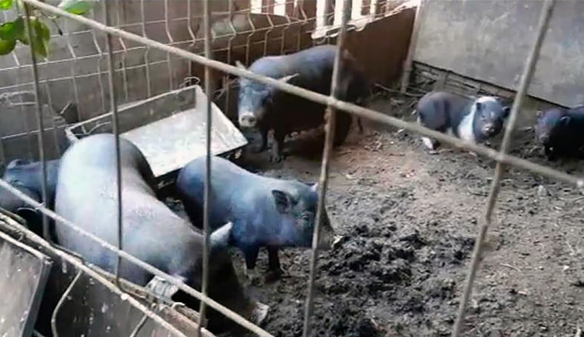 Els porcs vietnamites que hi havia a la finca