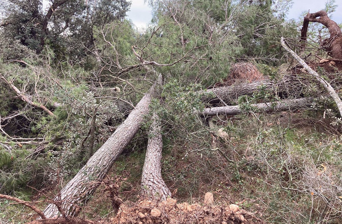 La força del vent va fer caure desenes de pins situats a una zona de fort pendent que hi ha a tocar del riu d’Algars.