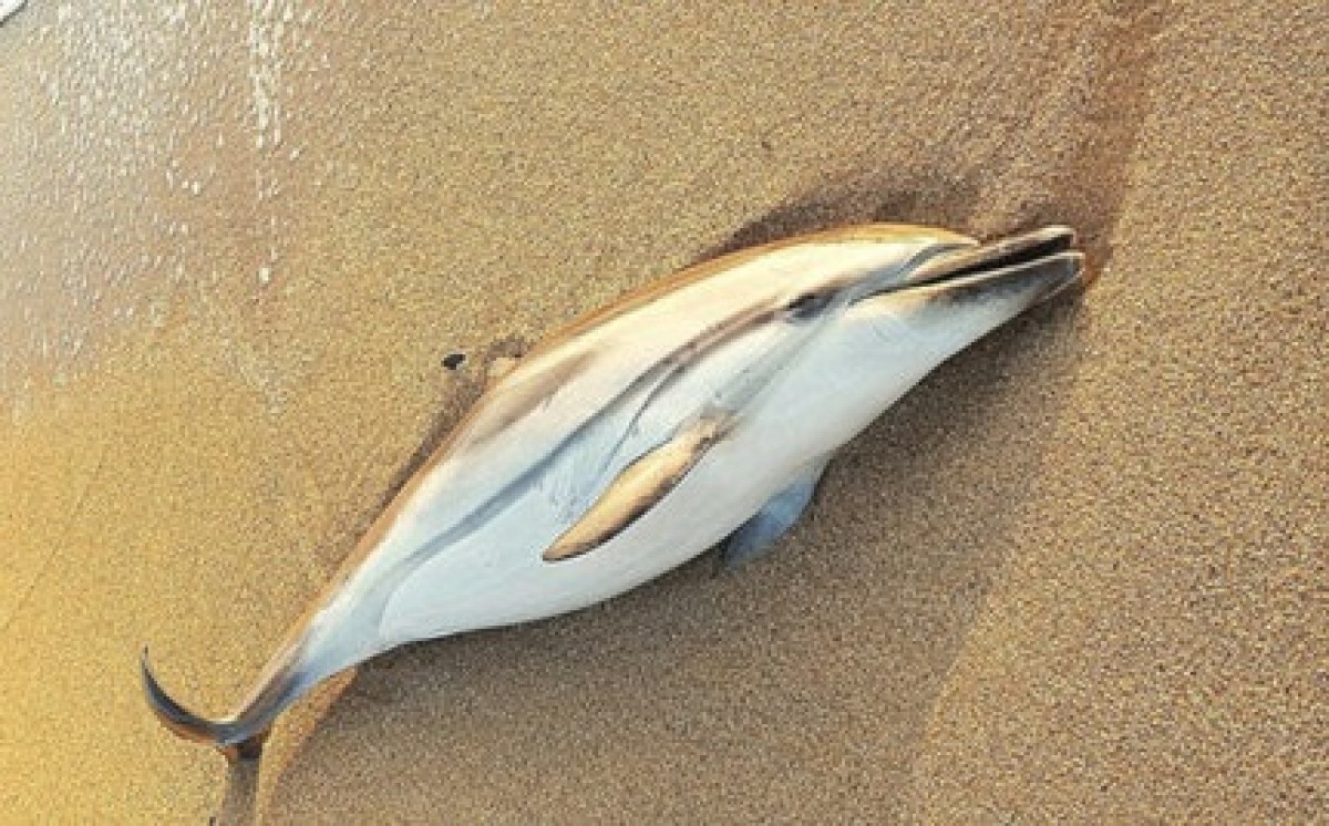 El cetaci era una femella sub-adulta de dofí llistat