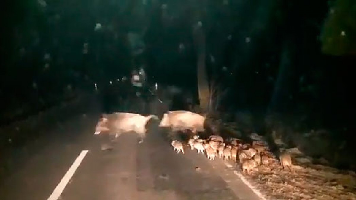 Una família de senglars a la carretera