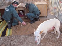 Vés a: La Guàrdia Civil salva dos cadells de gos que havien caigut dins d'una bassa de reg a Roquetes