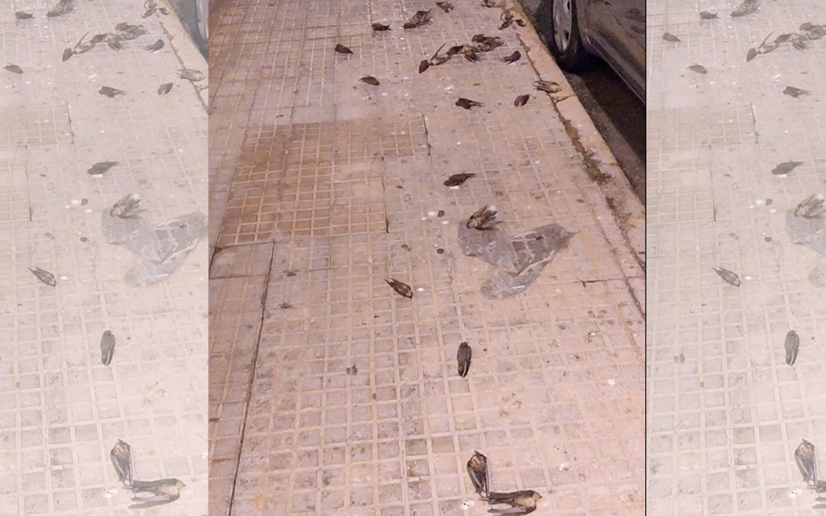 Imatge d'alguns dels ocells morts trobats a la Ràpita