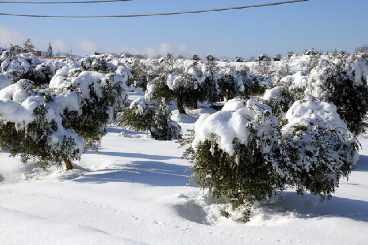 Camp d'oliveres cobertes per la neu del temporal Filomena