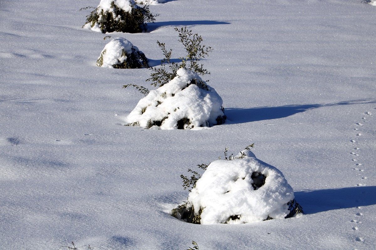un camp d'oliveres joves cobertes per la neu del temporal Filomena