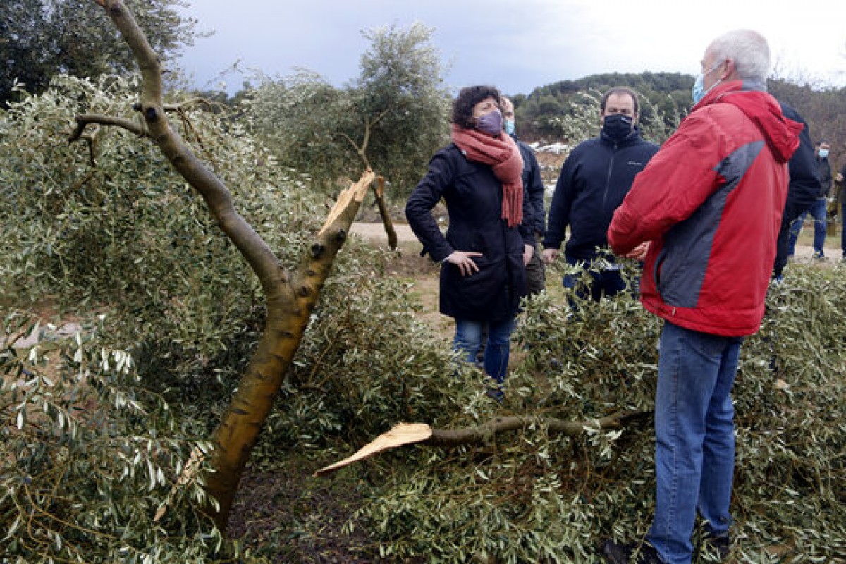 La Consellera d'Agricultura , Teresa Jordà ha visitat camps d'oliveres afectats durant el temporal Filomena