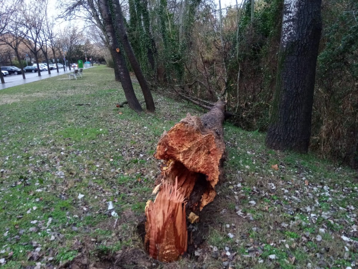 Un arbre caigut a Sant Cugat a causa del vent