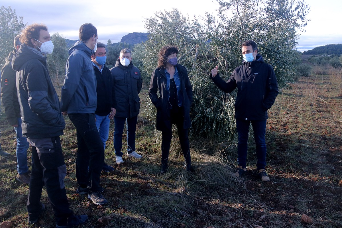La consellera d'Agricultura, Teresa Jordà, durant una visita a una finca d'oliveres d'Horta de Sant Joan, a la Terra Alta, amb danys per la nevada.