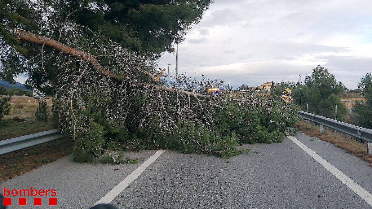 Un arbre caigut a Viladecaballs, al Vallès Occidental, a causa del vent.