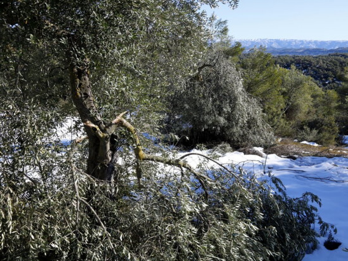 Una olivera trencada a causa de la neu al terme de Bovera