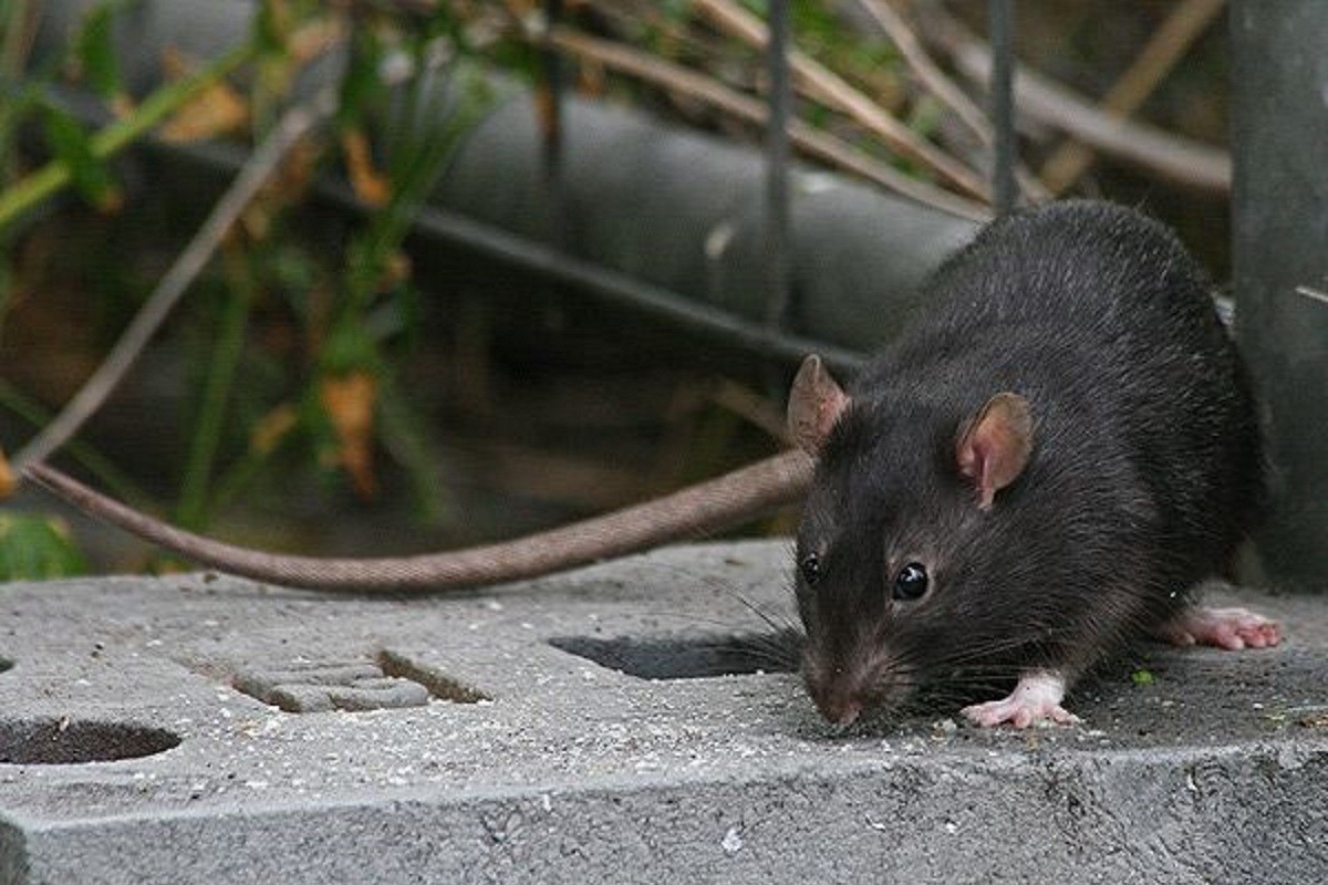 Una rata negra, la principal portadora del paràsit