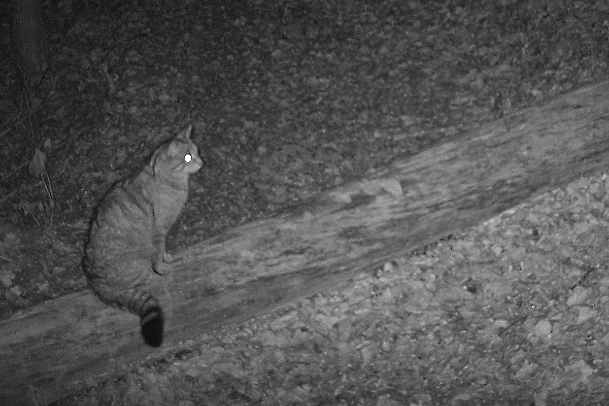 Un gat fer fotografiat per una càmera dels investigadors al Parc del Castell de Montesquiu