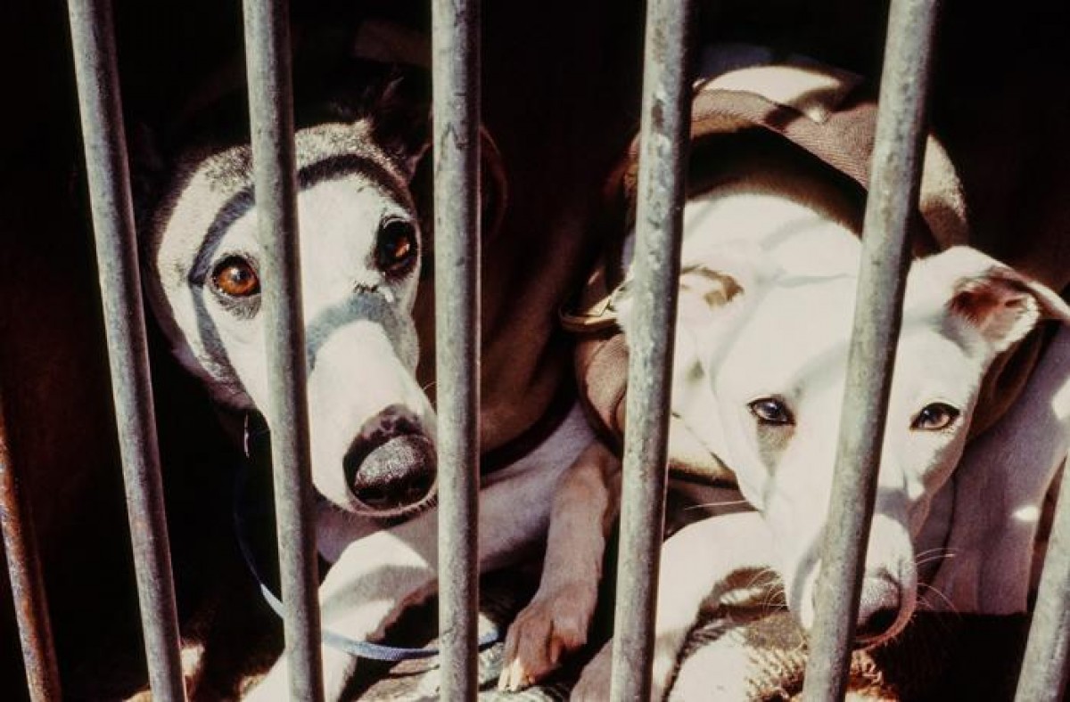 Els animalistes i ecologistes denuncien la desprotecció dels gossos de caça.