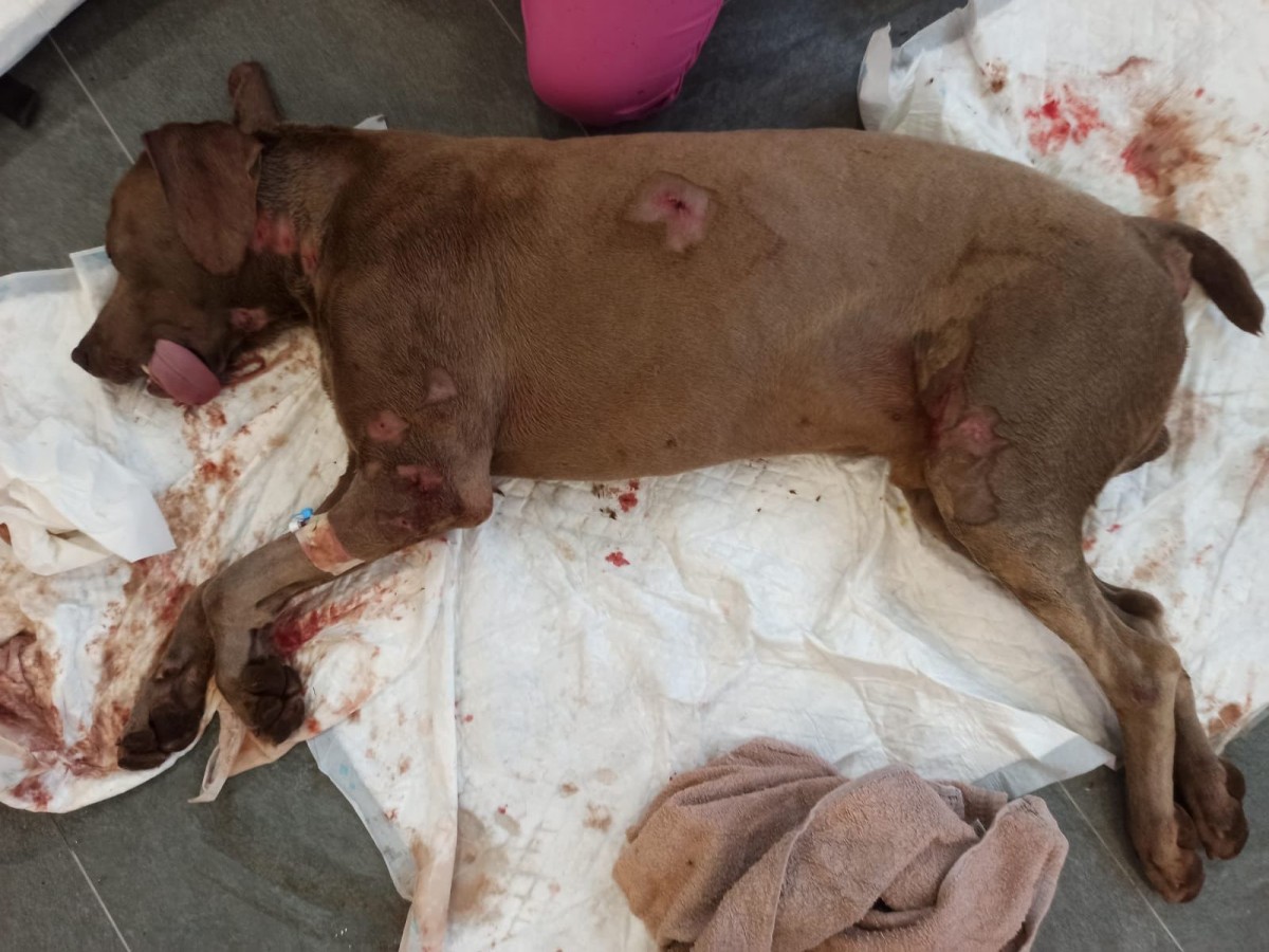 El gos atacat va ser operat d'urgència a causa de les lesions