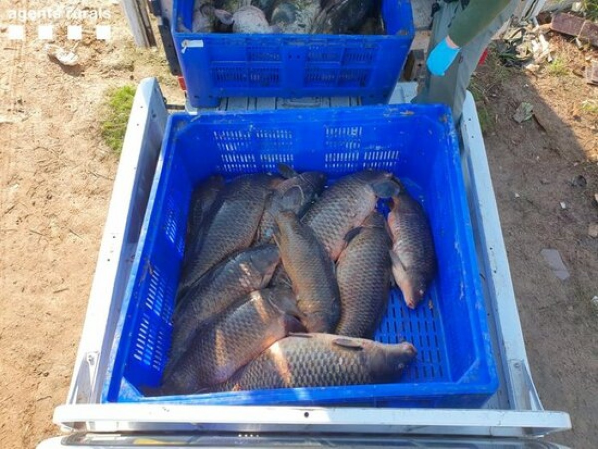 Algunes de les carpes comissades pels Agents Rurals i els Mossos d'Esquadra als pescadors furtius