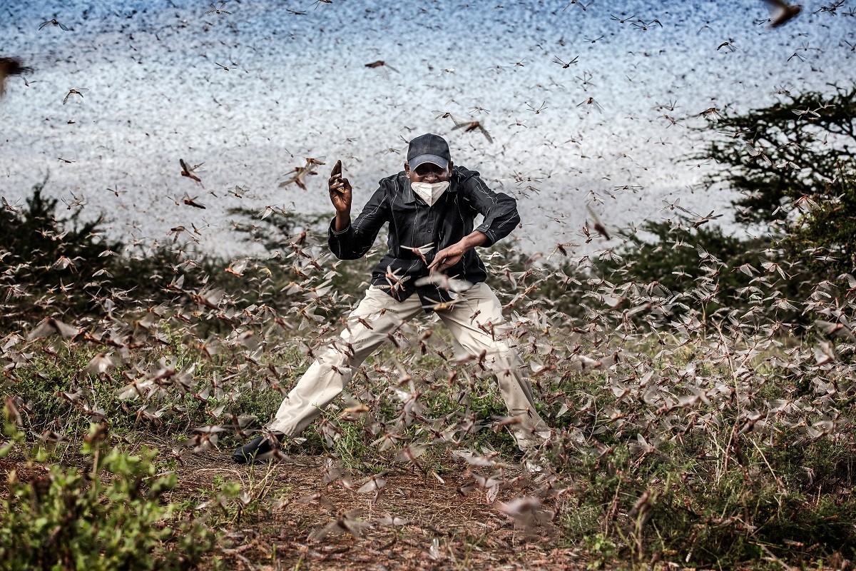 La imatge de Tato sobre la plaga de llagostes a Kènia