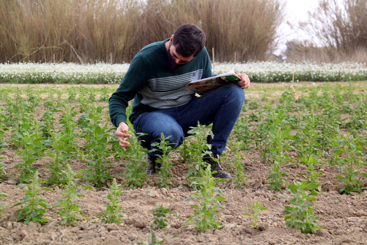 El director tècnic d'Agroserveis.cat, Alfred Palma revisant la plantació experimental de quinoa que estudien a la finca del Capità del Deltebre.