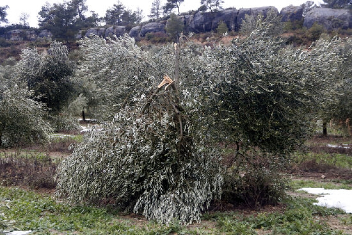 Un camp d'oliveres amb danys per la nevada del temporal Filomena, a Vinaixa.