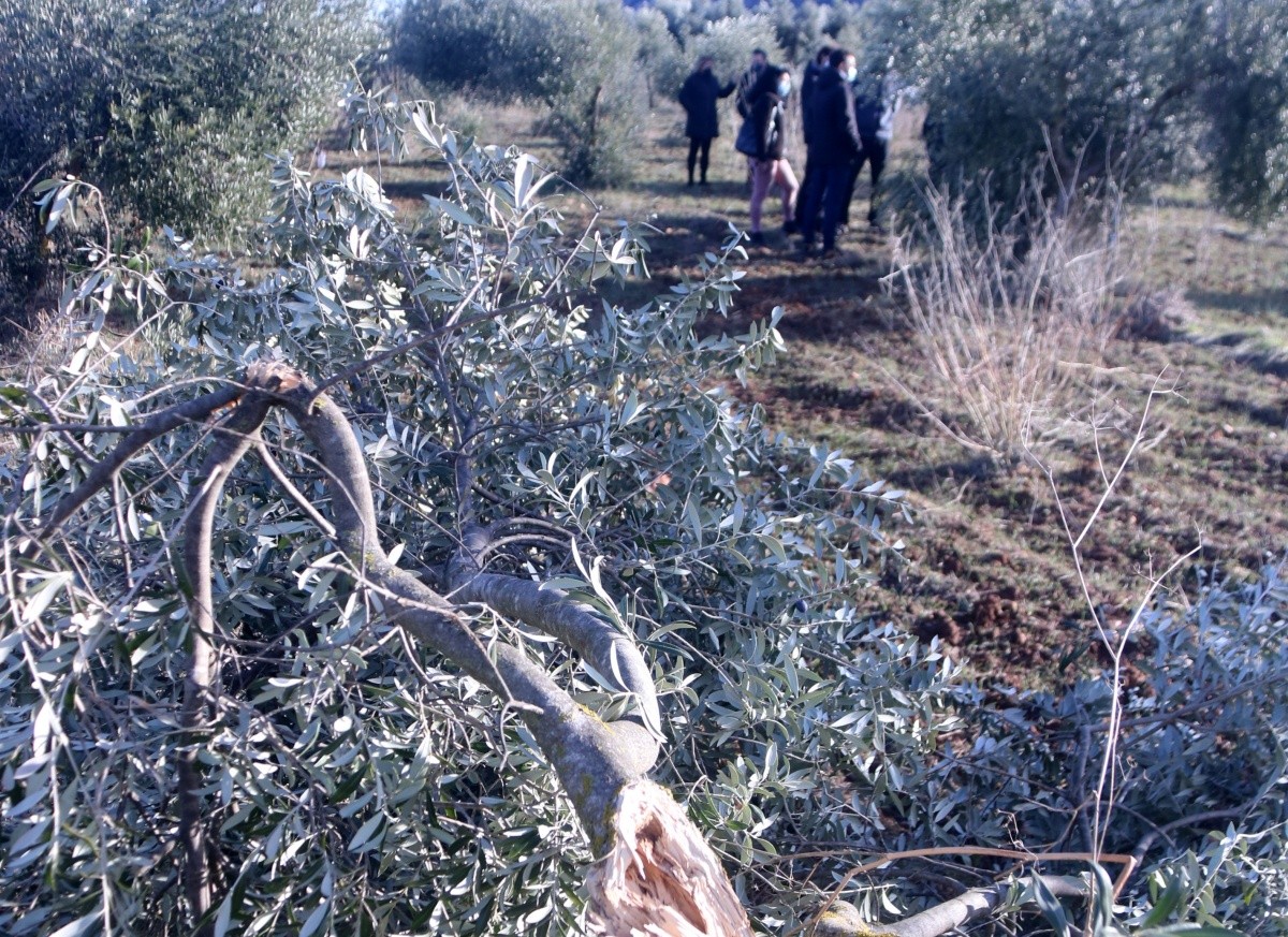Una olivera trencada pel pes de la neu en una finca d'Horta de Sant Joan, a la Terra Alta, al mes de gener.