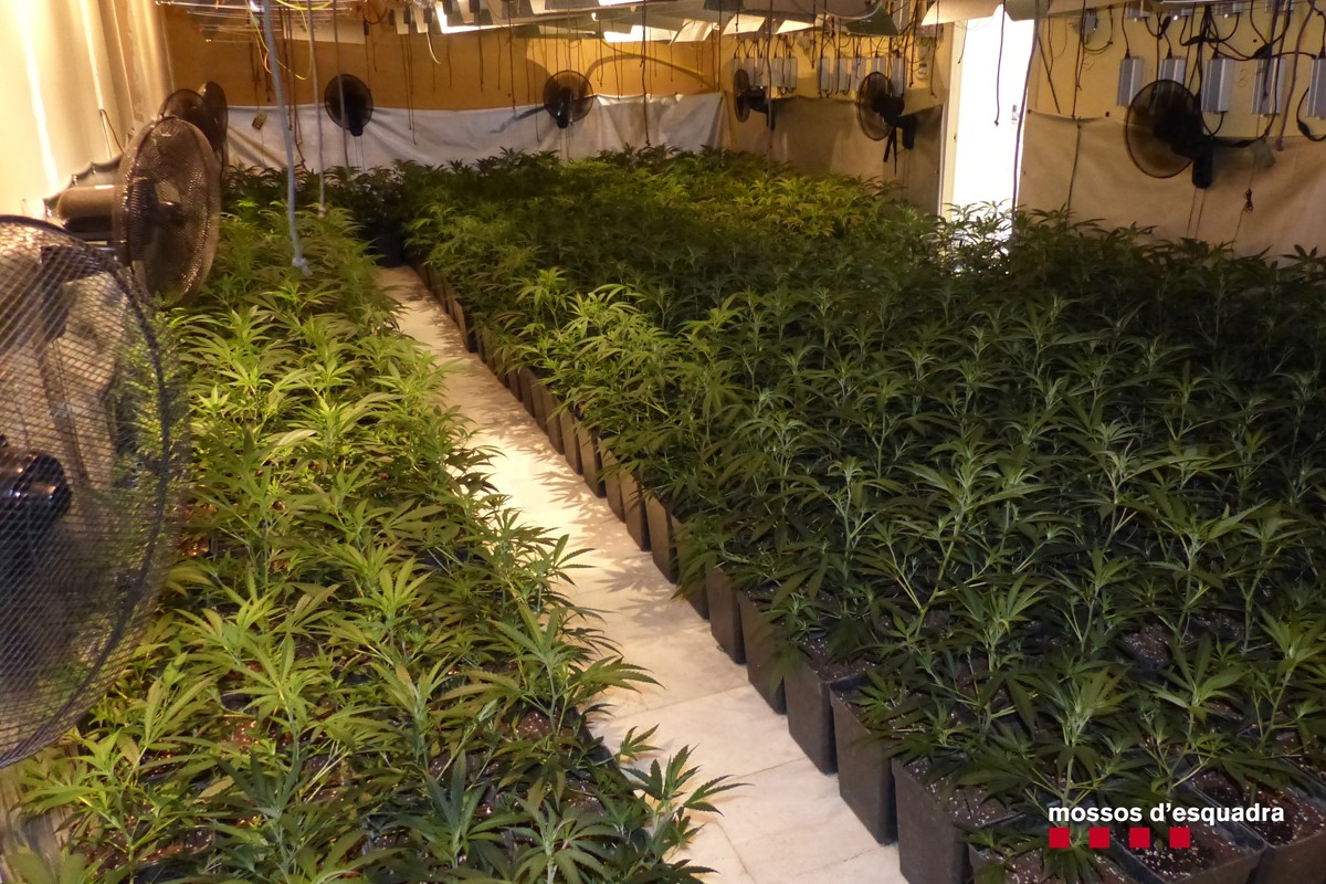 Plantació de marihuana a Artés