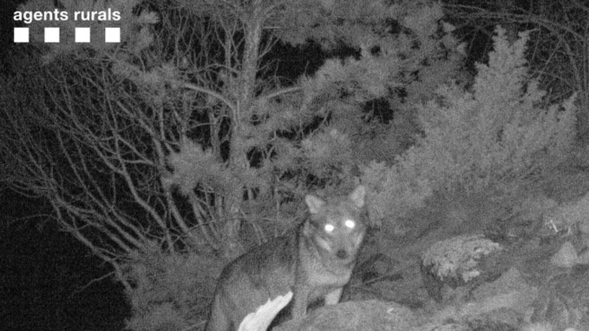 El llop en qüestió, captat per una imatge de Medi Ambient