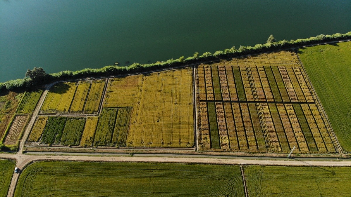 Imatge aèria dels camps experimentals del Delta Organic Rice al delta de l'Ebre on es testeja el cultiu d'arròs ecològic.
