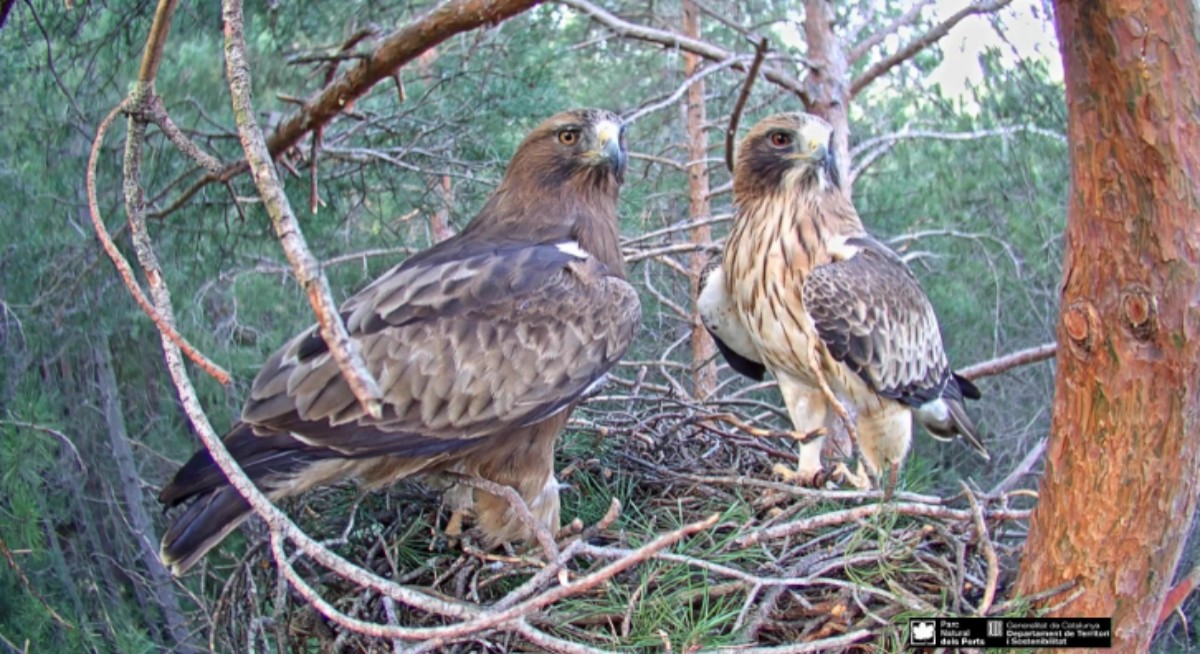 La parella d'àguila calçada al niu del Parc Natural dels Ports.